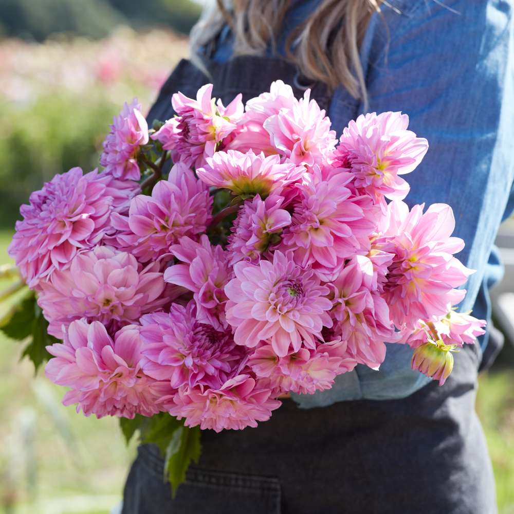 Dahlia 'Pink Ardour'
